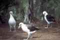 Темноспинный альбатрос фото (Phoebastria immutabilis) - изображение №52 onbird.ru.<br>Источник: www.nhptv.org